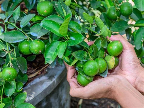 Growing Fruit Trees in Pots (Tips For Success) - Melissa K. Norris