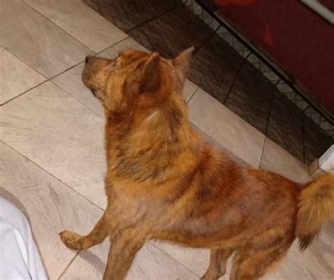 Cachorro Desapareceu De Resid Ncia No Bairro Esmeralda Cgn O Maior