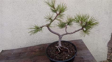 Sosna czarna pinus nigra bonsai przycinanie zimą i inne YouTube