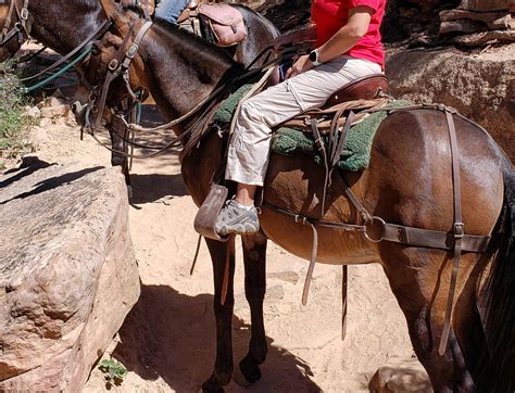 Grand Canyon North Rim Mule Rides Tour 2024 All You Need To Know