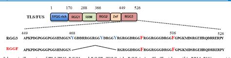 Figure From Dna G Quadruplex Binding Protein Developed Using The Rgg