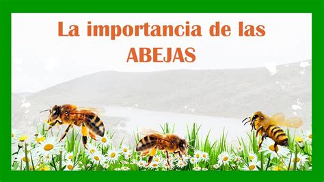 La Importancia De Las Abejas En El Planeta 🌼🐝 Youtube