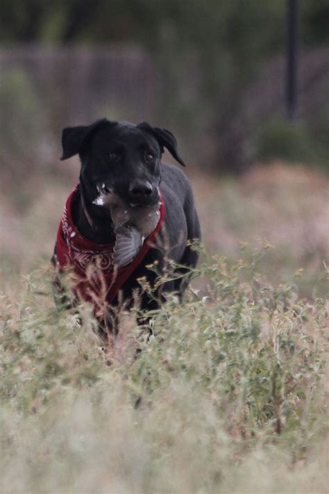 Dove Hunting Photos by Mark Roberts