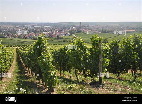 Weinberg Weinberge Wein Rebe Reben Landwirtschaft Himmel Wolke