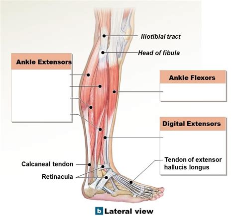 Lower Leg Muscles Side View Diagram Quizlet Atelier Yuwa Ciao Jp