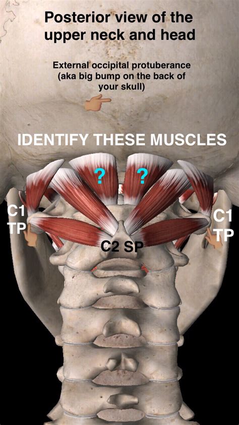 Suboccipital Muscles James McAfee PT DPT