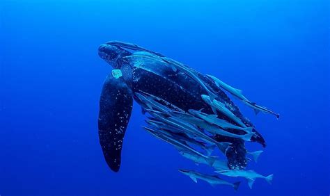 Leatherback Sea Turtle Habitat