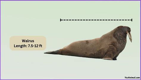 Walrus Size: How Big Are They Compared To Others?