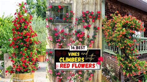 14 Best Vines And Climbers With Red Flowers Climbing Plants Youtube