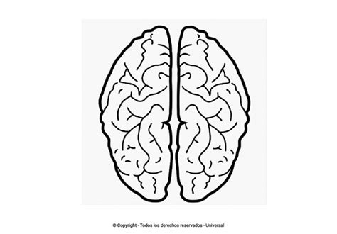 Los Mejores Dibujos De Cerebros Para Colorear Todo Para Colorear