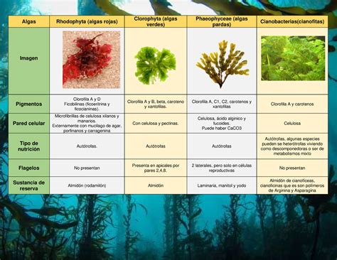 Cuadro Comparativo Pdf Algas Plantas Porn Sex Picture