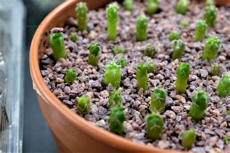 Growing Cacti From Seeds Welcome