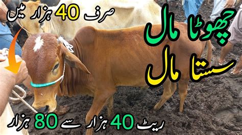 Malir Mandi Me 40K To 80k Wala Maal Cattle Rates Updates Cow Mandi