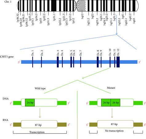 Schematic Representation Of Human Chromosome Chit Gene On