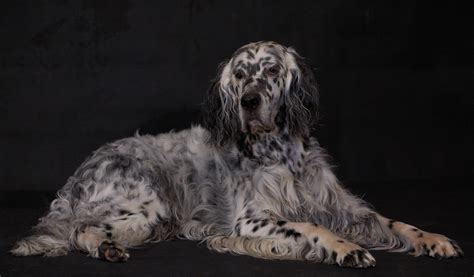 English Setter Dog Domestic Animal - Free photo on Pixabay - Pixabay