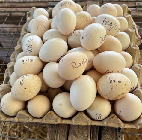 Buy Gamefowl eggs - game fowl breeds - Buy Gamefowl eggs - game for for ...