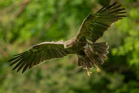 Adlerflug (Forum für Naturfotografen)