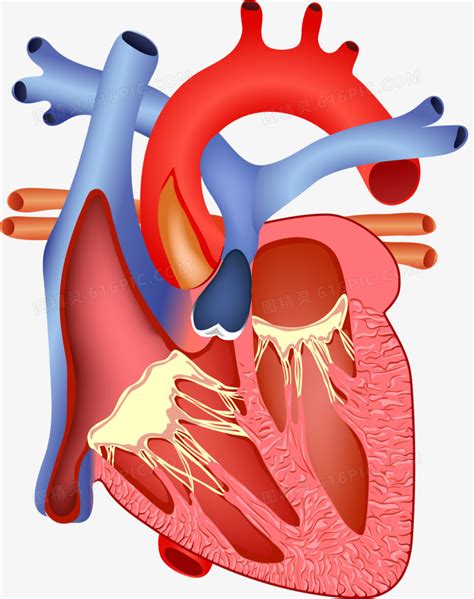 人体心脏解剖图图片免费下载 PNG素材 编号1l0ixllgy 图精灵