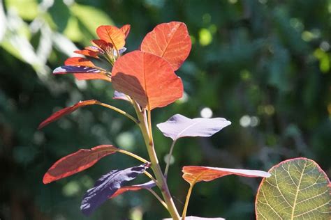 8 Shrubs That Have Red Leaves All Year Harpers Nurseries