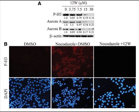 Figure 2 From A Cell Based Assay For Screening Spindle Checkpoint