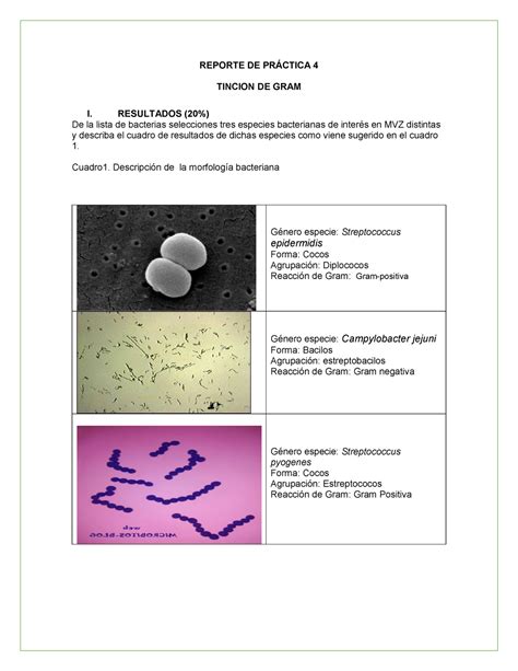 Laboratorio de Microbiologìa Tinción de Gram Introducción