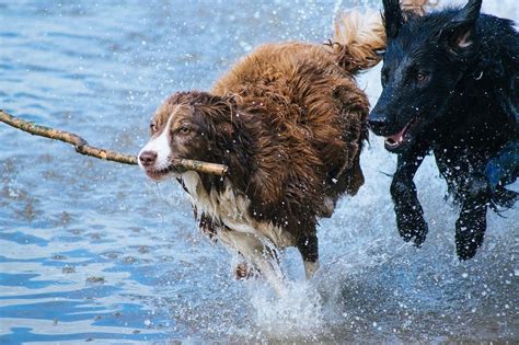 Por Que Cachorro Lambe A Pata Causas E O QUE FAZER