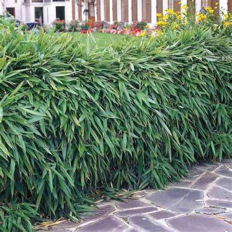 bamboo plant border - Google Search Dwarf Bamboo, Bamboo Hedge, Bamboo ...