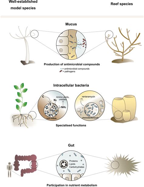 Selected examples illustrating microhabitat specificity: the location... | Download Scientific ...