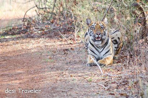 The Wagdoh Male Tiger The King Of Tadoba