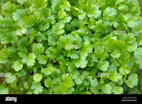 El Cilantro Plantas Creciendo Coriandrum Sativum También Conocida