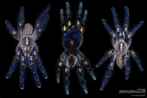 Poecilotheria metallica MM Poster 2/3 | 8936x5956px dorsal |… | Flickr