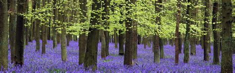 Bluebells The Sign Of Spring In The Chilterns Chilterns National