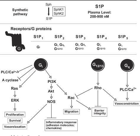 Figure From Anti Atherogenic Actions Of High Density Lipoprotein