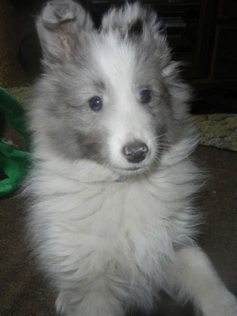 Pretty Merle Sheltie Pup Lnd Shelties Sheltie Pup Animals