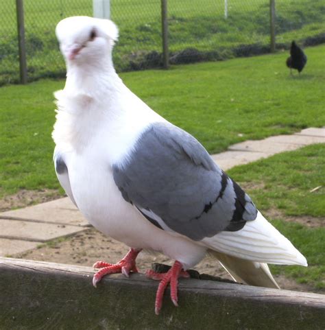 Pidgeon By Venus92 On Deviantart