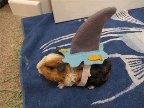 33 Best Guinea Pig Costumes Images On Pinterest Guinea Pig Costumes