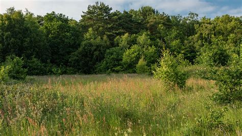 Grassland British Habitats Woodland Trust