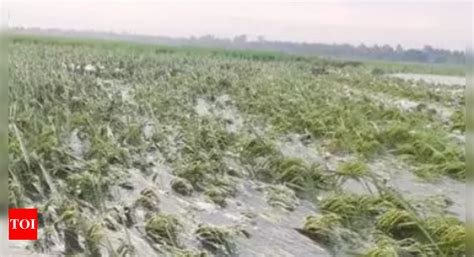 Unseasonal Rain And Hailstorms Damage Crops In Maharashtras Vidarbha