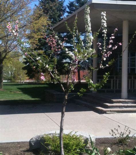 Incredible Tree Grows 40 Different Kinds Of Fruit Design Swan