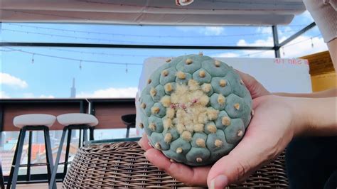 Unboxing Some New Cacti Lophophora Fricii Williamsii Ogata