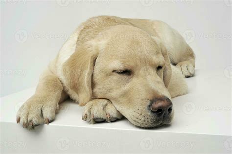 An adorable Labrador Retriever puppy sleeping on white background ...