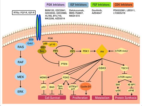 Signaling Pathways Under Blockade With Target Compounds In Luminal