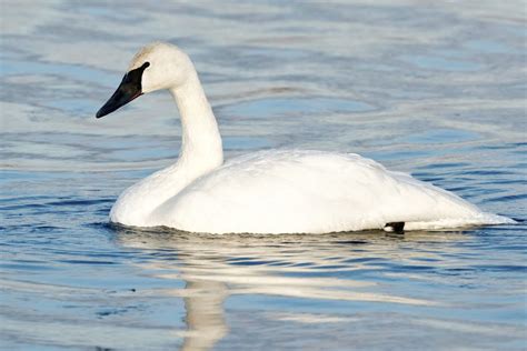 How Exactly Is A Trumpeter Swan Different From A Tundra Swan Artofit