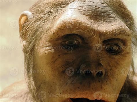 Neanderthal Prehistoric Woman Lucy Style Evolution Display 17309680