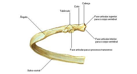 Laboratório de Anatomia Costelas