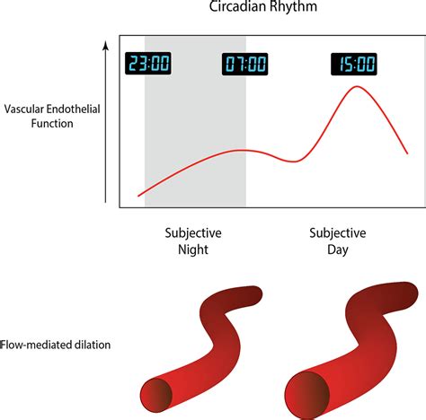 Circadian Rhythm Of Vascular Function In Midlife Adults