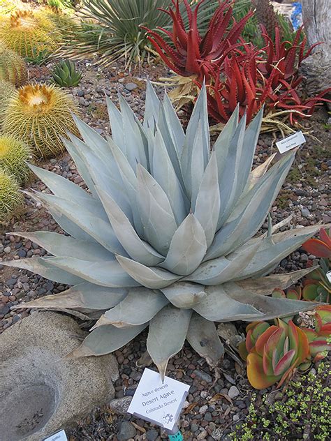 Desert Agave Agave Deserti In Goldsby Oklahoma Ok At Marcums Nursery