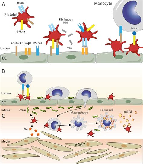 Figure 1 From Platelets A Key Cell In Inflammation And Atherosclerosis