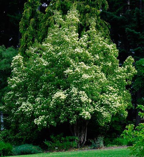 Cornus capitata - Evergreen Dogwood - Blerick Tree Farm