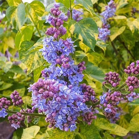 Spring Hill Nurseries Variegated Lilac Purple Flowering Shrub in 1 Pack ...